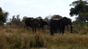 sloni v Mudumu n.p.