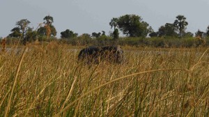 hroch deltě Okawango