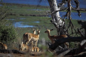 antilopy v Chobe