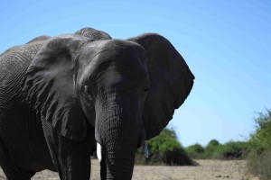 slon v Chobe