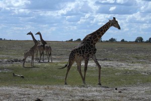 žirafy v Chobe